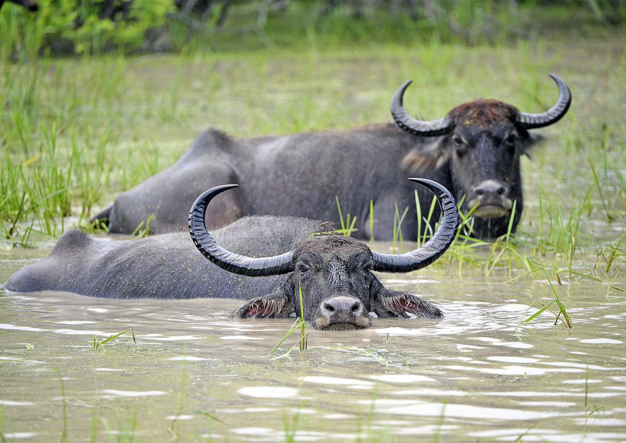 Water buffalo images