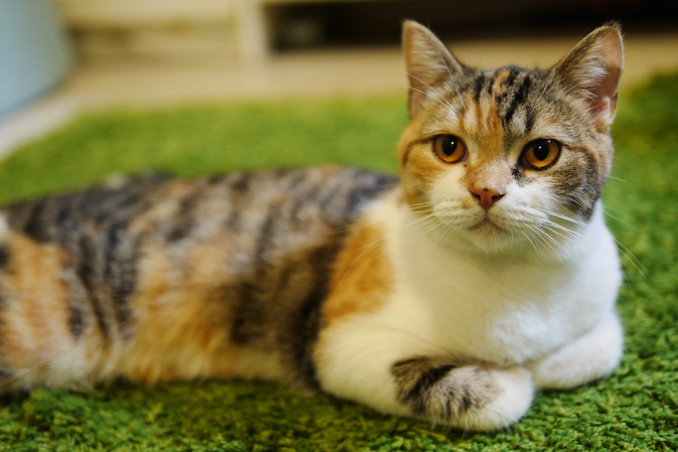 Mèo tam thể 99035 Ảnh vector và hình chụp có sẵn Shutterstock