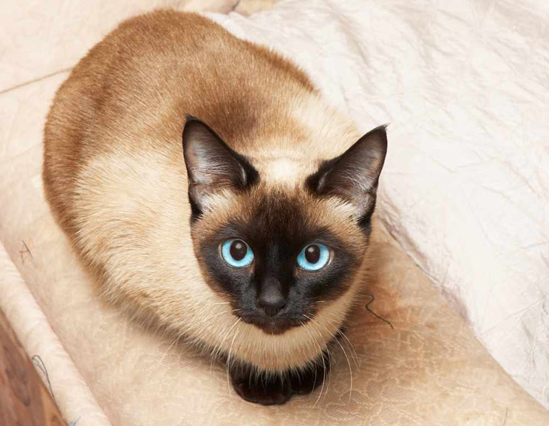 Hình ảnh đẹp nhất về mèo Xiêm lông xù