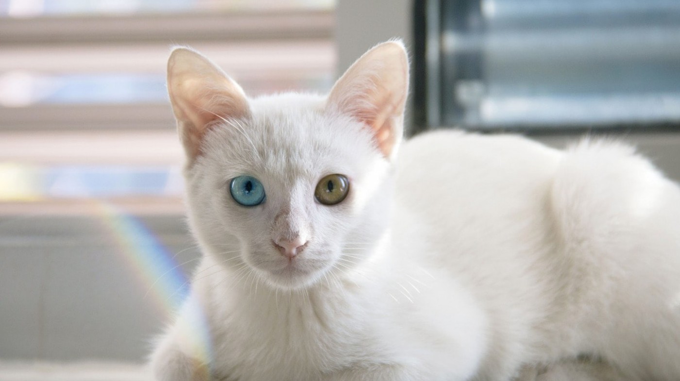 Hình ảnh mèo xiêm lông trắng đẹp