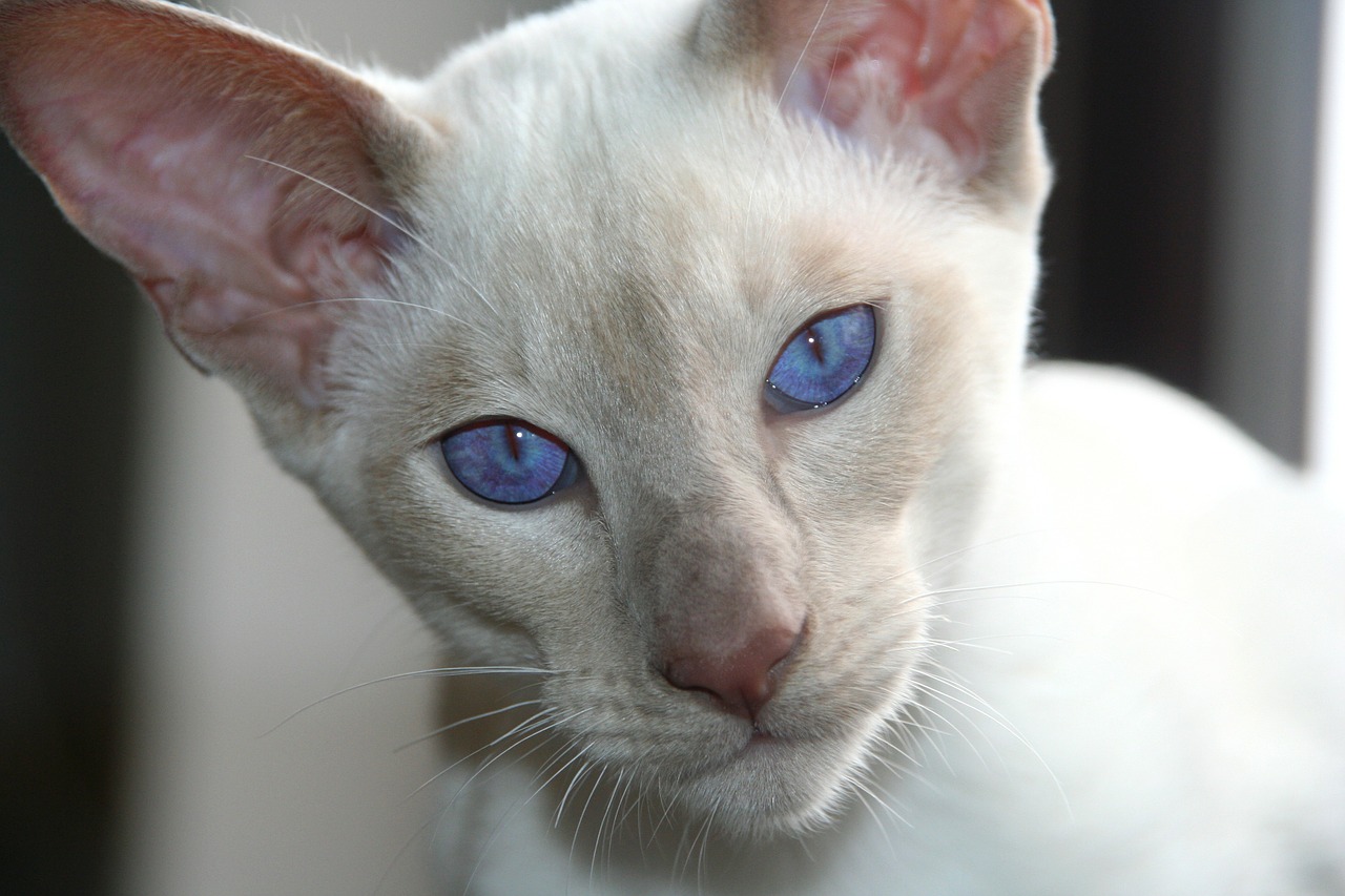 Hình ảnh mèo Xiêm mắt xanh đẹp và cute nhất