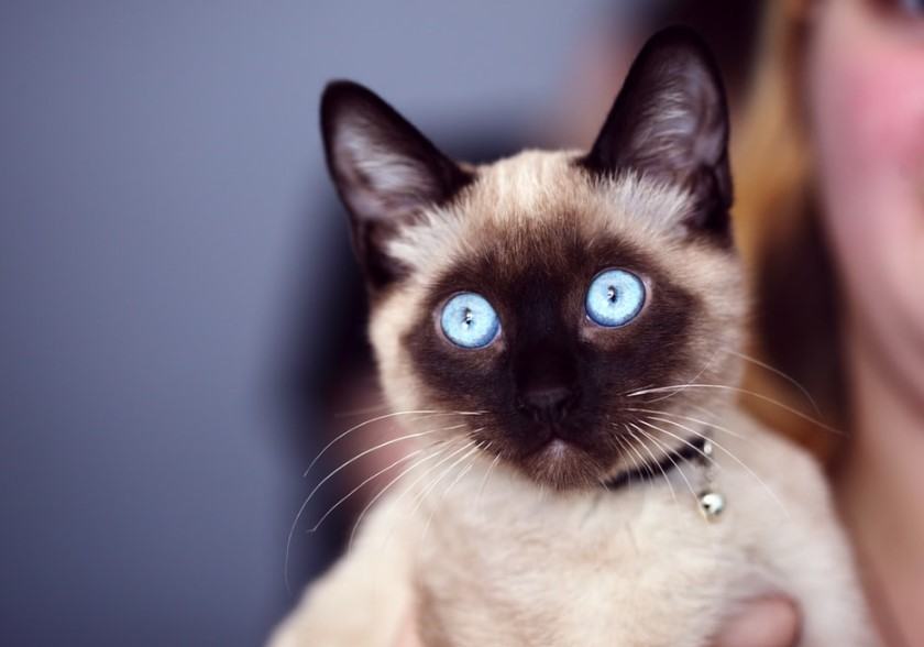 Hình ảnh mèo Xiêm mắt xanh đẹp
