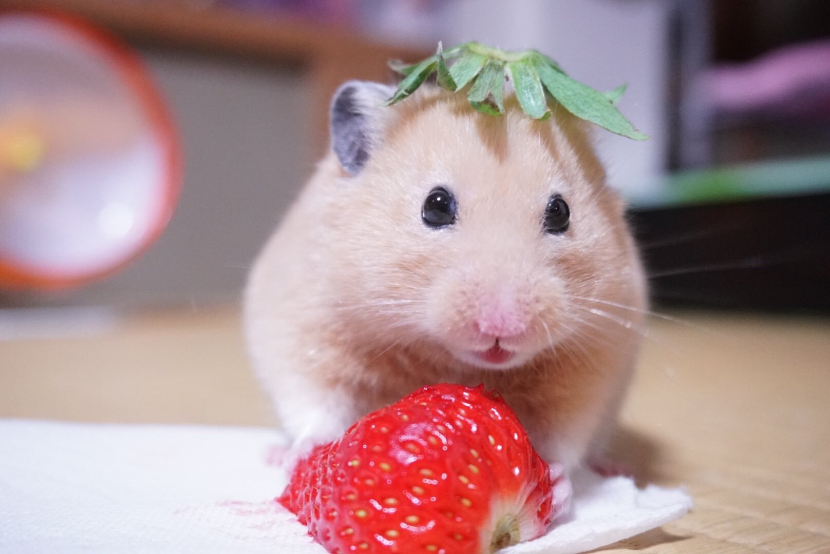 Ảnh chuột hamster ăn dâu tây