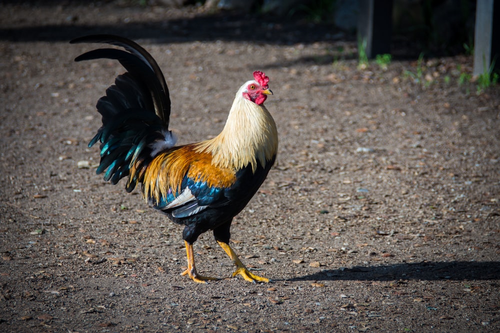 35+ hình ảnh con gà trống đẹp và mới lạ nhất  1787020244