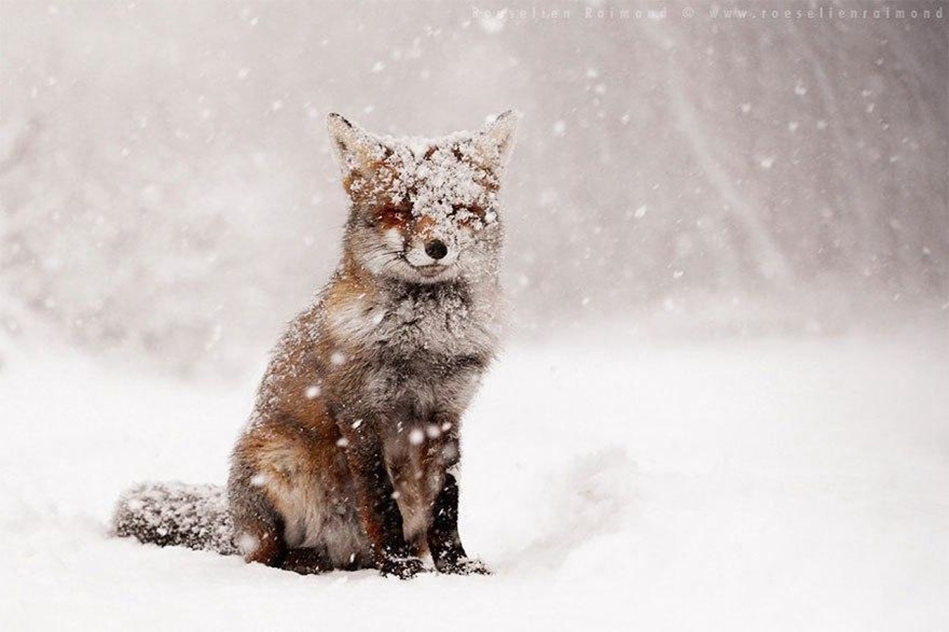 Ảnh động vật tuyệt đẹp trong tuyết