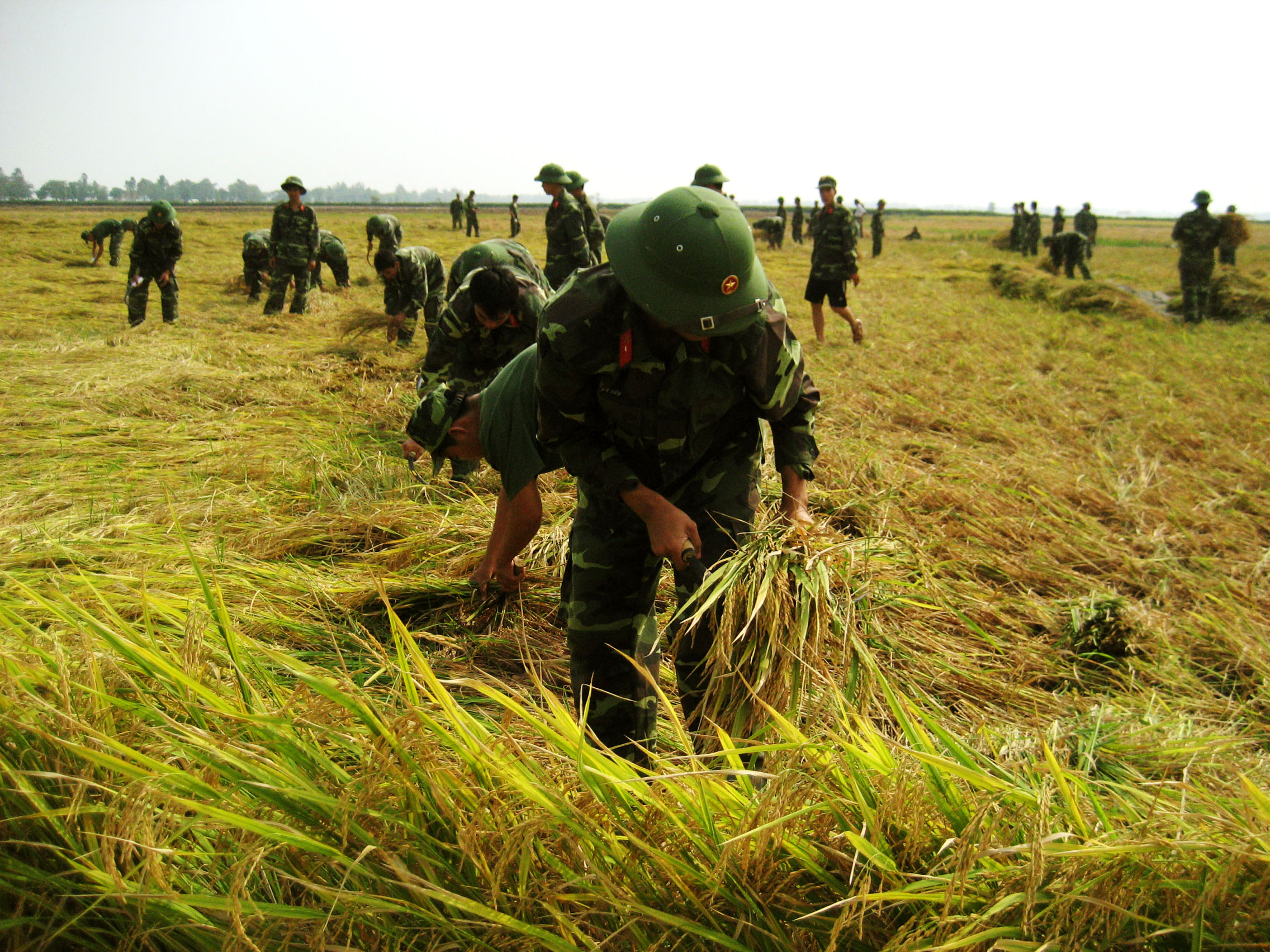 Hình ảnh bộ đội giúp dân gặt lúa