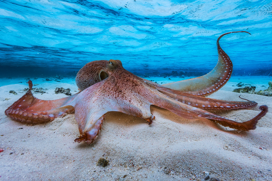 Hình ảnh con bạch tuộc