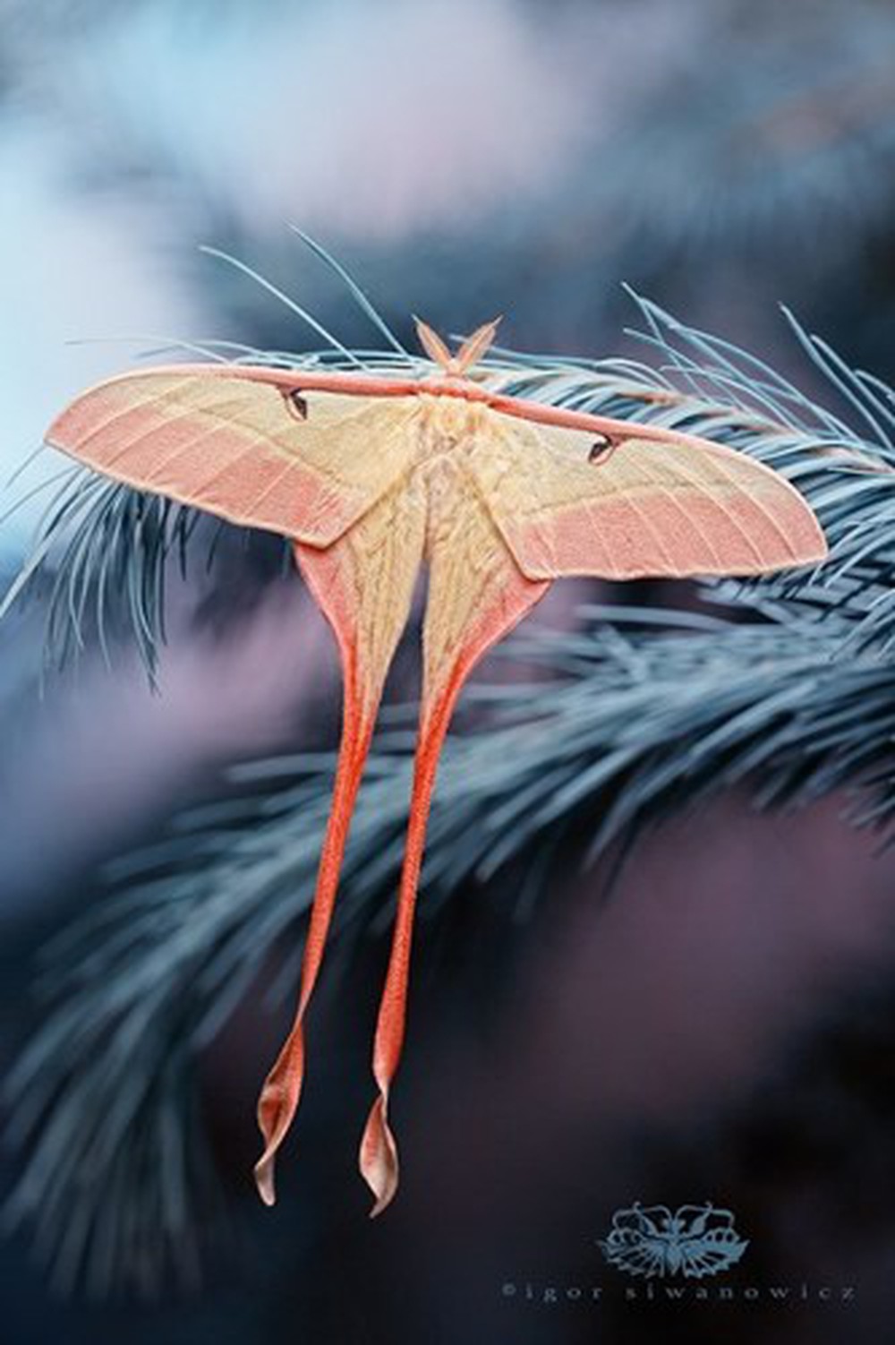 Hình ảnh con bướm có bộ cánh cực đẹp