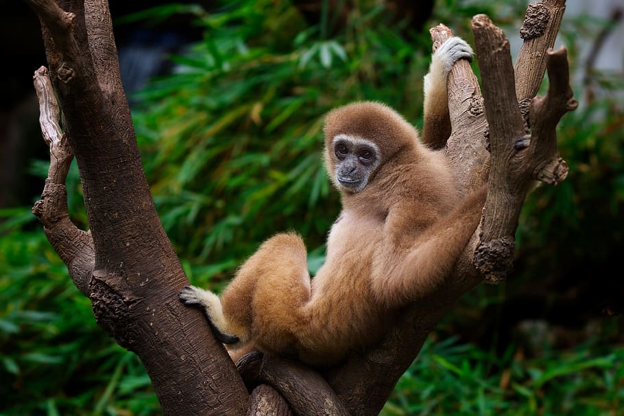 Hình ảnh con khỉ trên cây