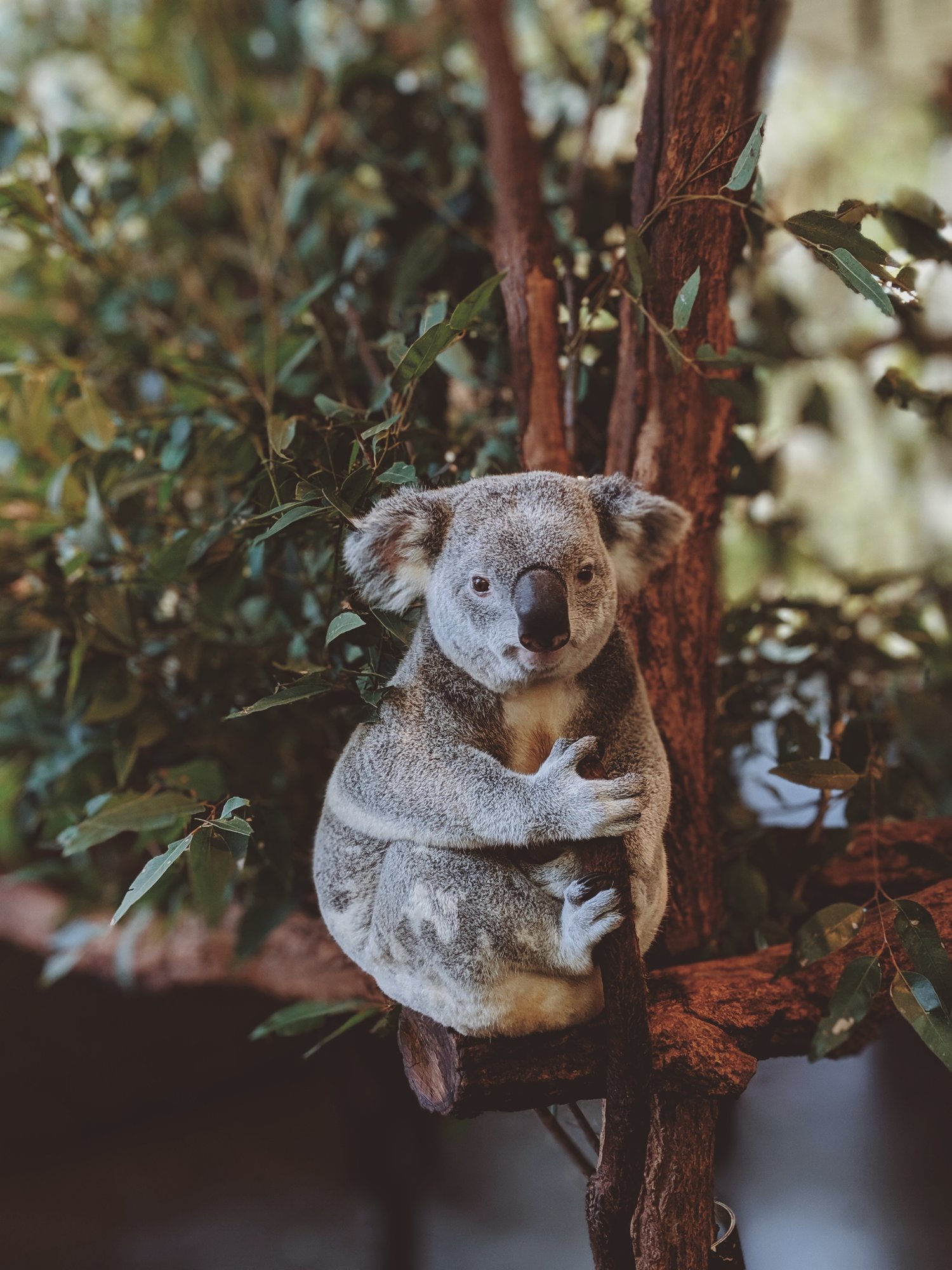 Hình ảnh gấu Koala