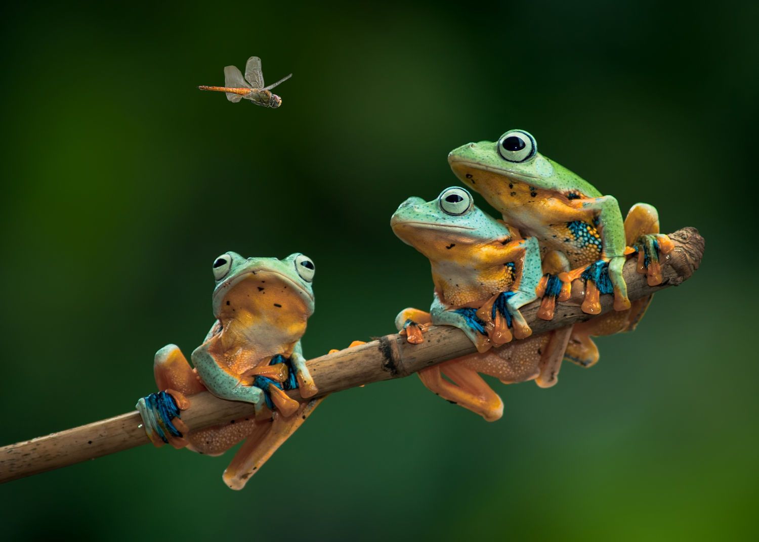 Hình ảnh gia đình nhà ếch