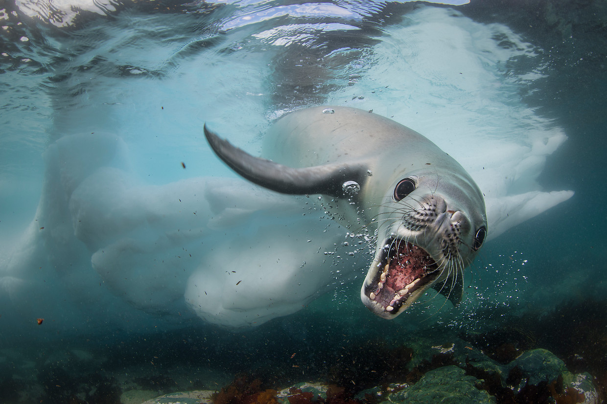Hình ảnh hải cẩu nam cực