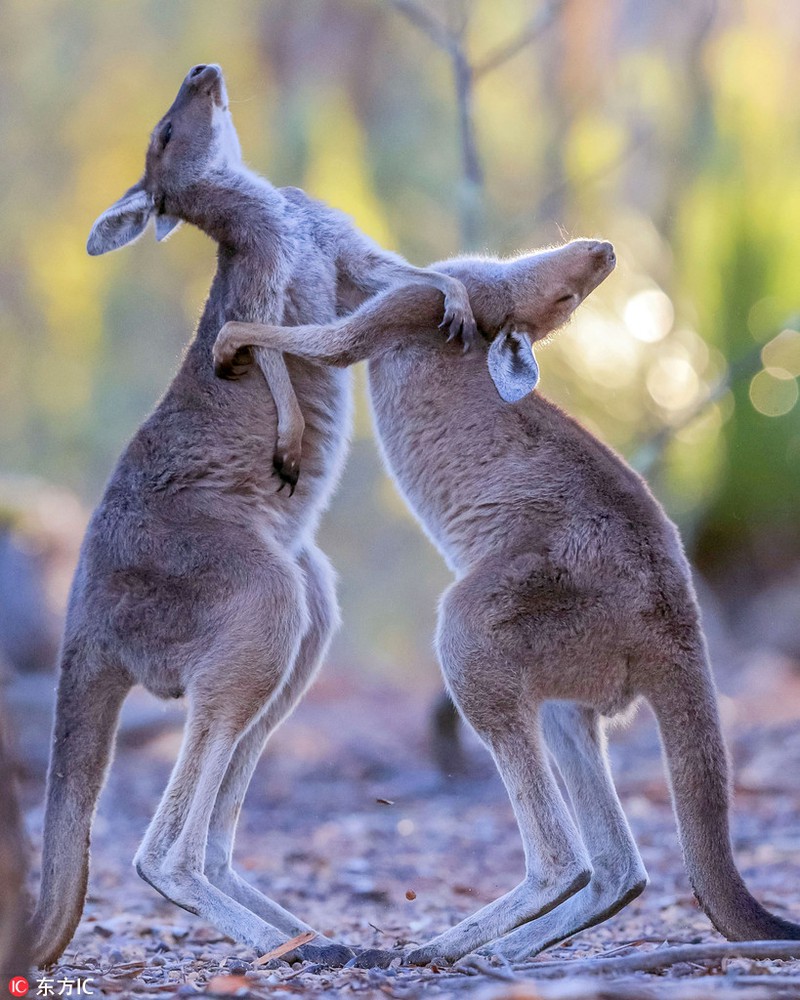 Hình ảnh hài hước về loài chuột túi Kangaroo