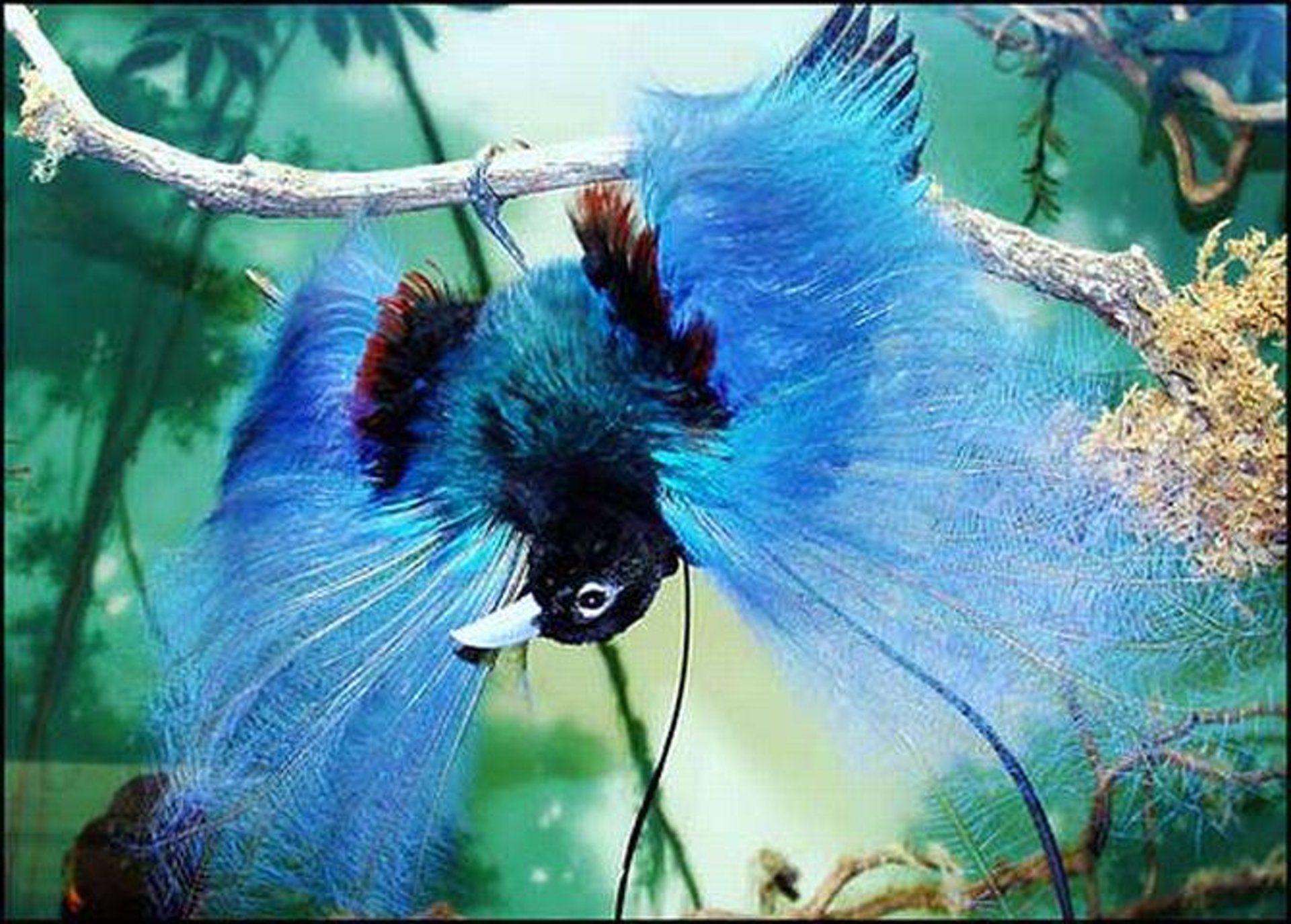 Hình ảnh loài chim có bộ lông đẹp