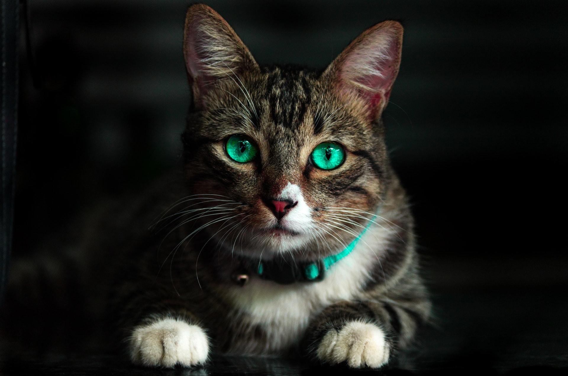 Hình ảnh mèo ta mắt xanh cực đẹp
