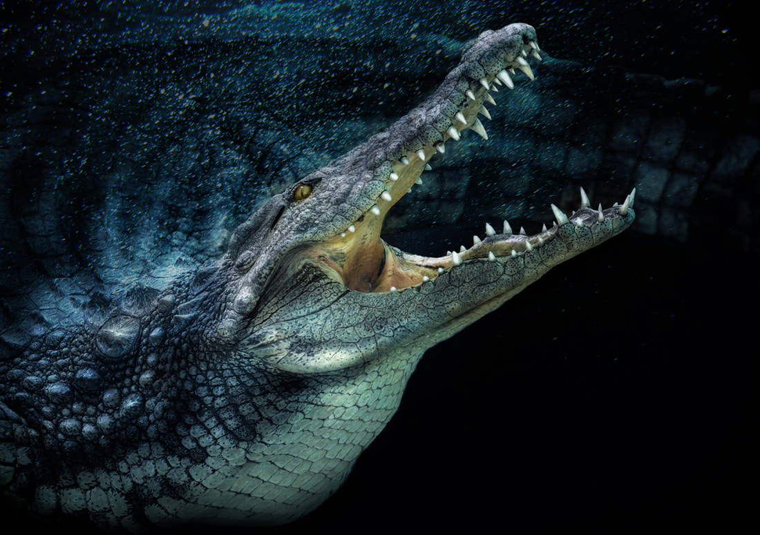Hình ảnh tuyệt đẹp về cá sấu
