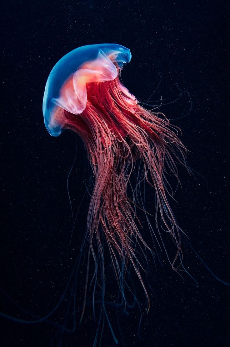 Hình con sứa biển đẹp kỳ ảo