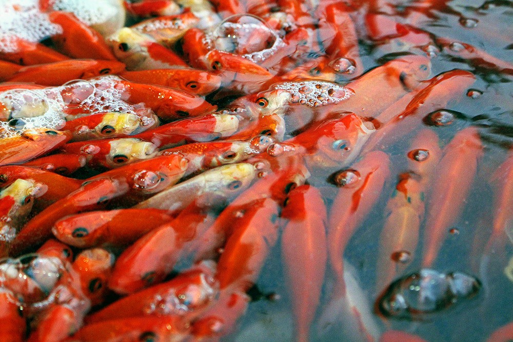 Hình nền cá chép vàng Việt Nam