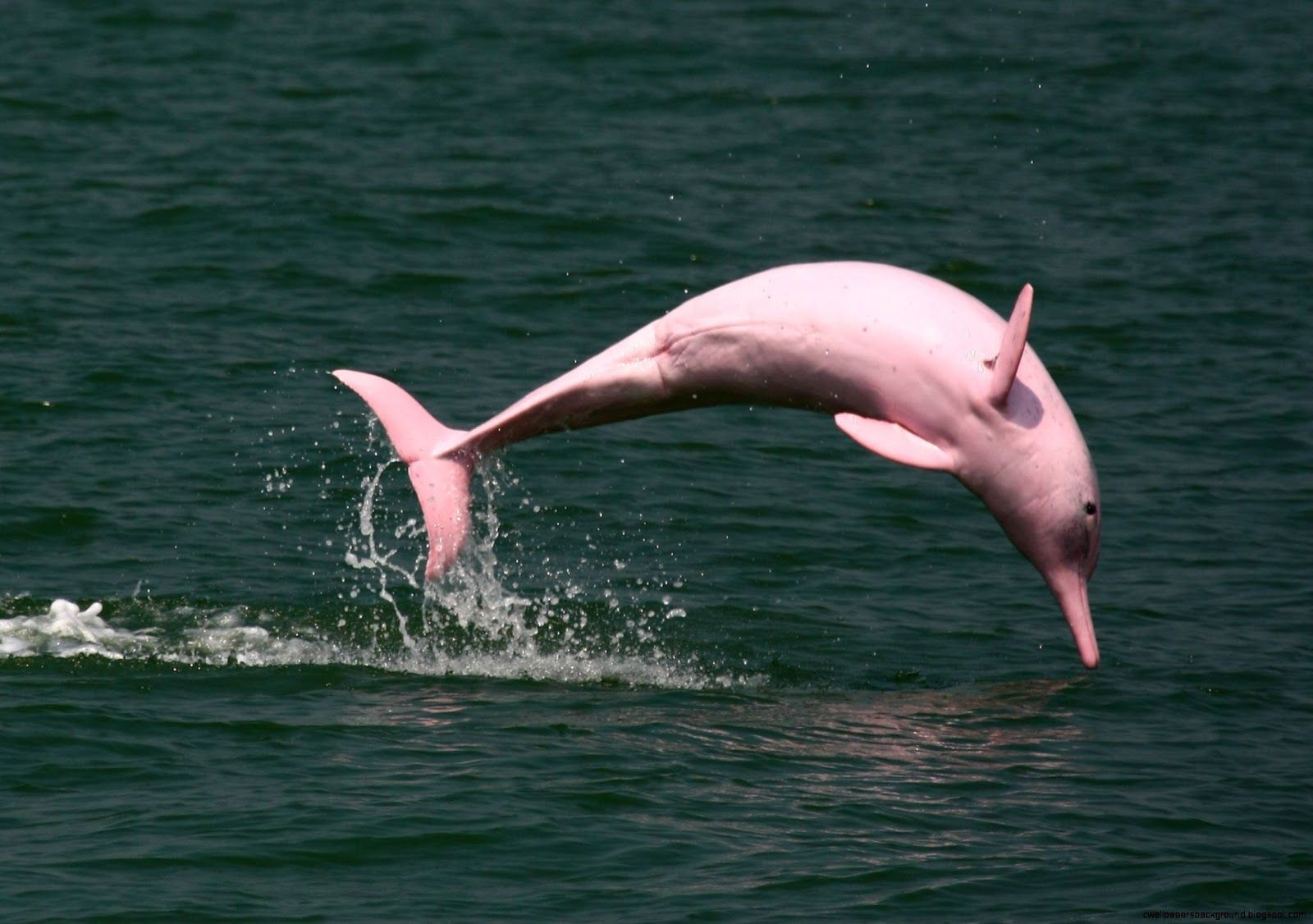 Hình ảnh cá heo hồng nhảy lên mặt nước đẹp nhất