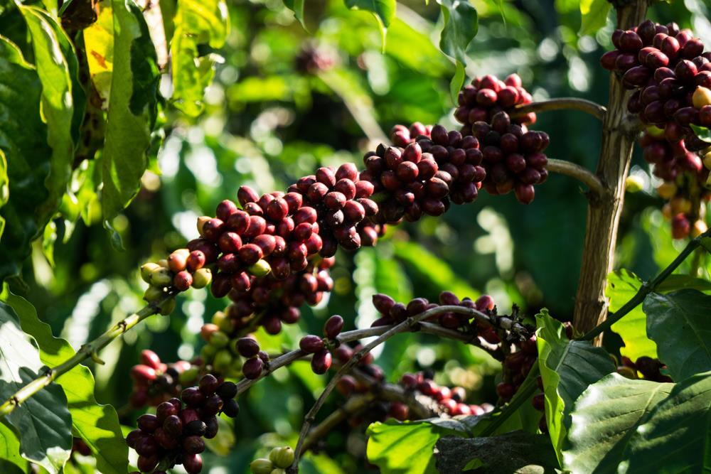 Hình ảnh cây cà phê mùa thu hoạch