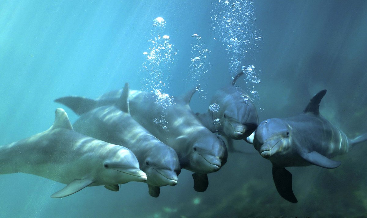 Hình ảnh siêu thực về cá heo và con người