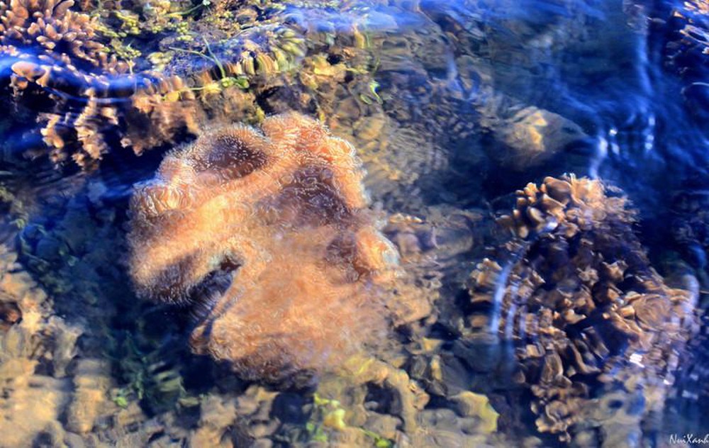 Hình ảnh san hô đẹp | Z photos