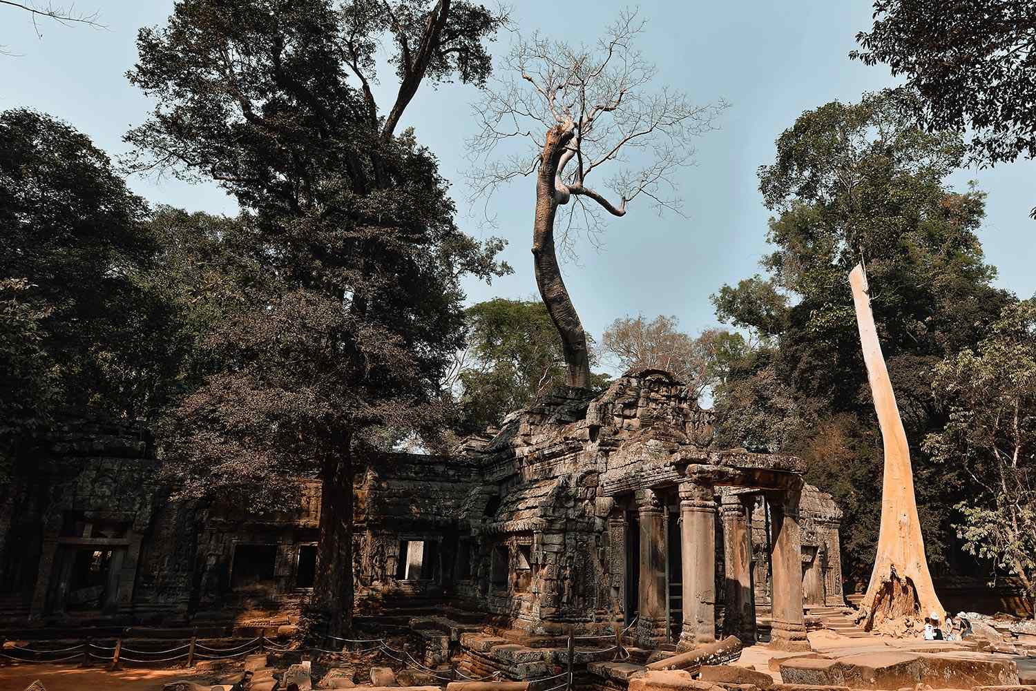Ảnh ngôi đền Ta Prohm hoang tàn với những gốc cây cổ thụ khổng lồ