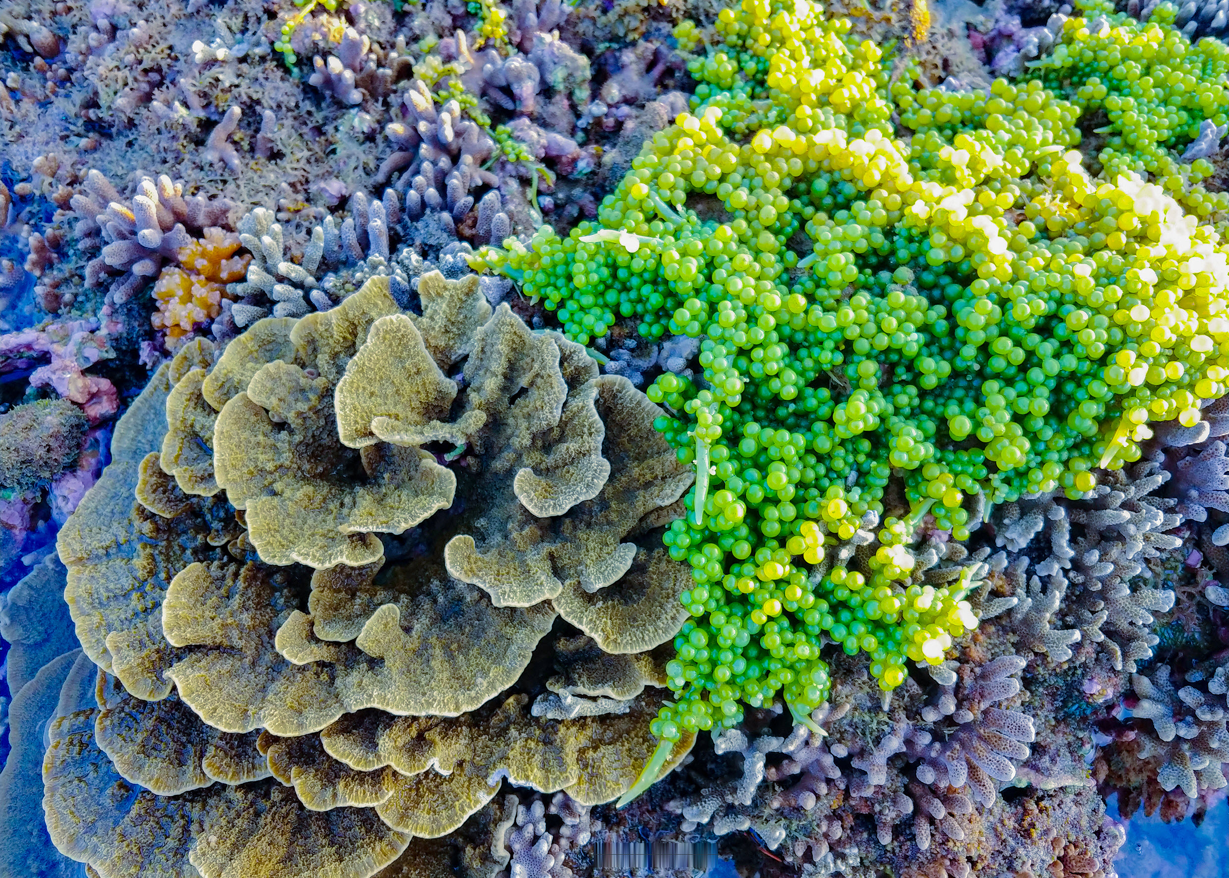 Ảnh rạn san hô cạn rực rỡ sắc màu ở Phú Yên