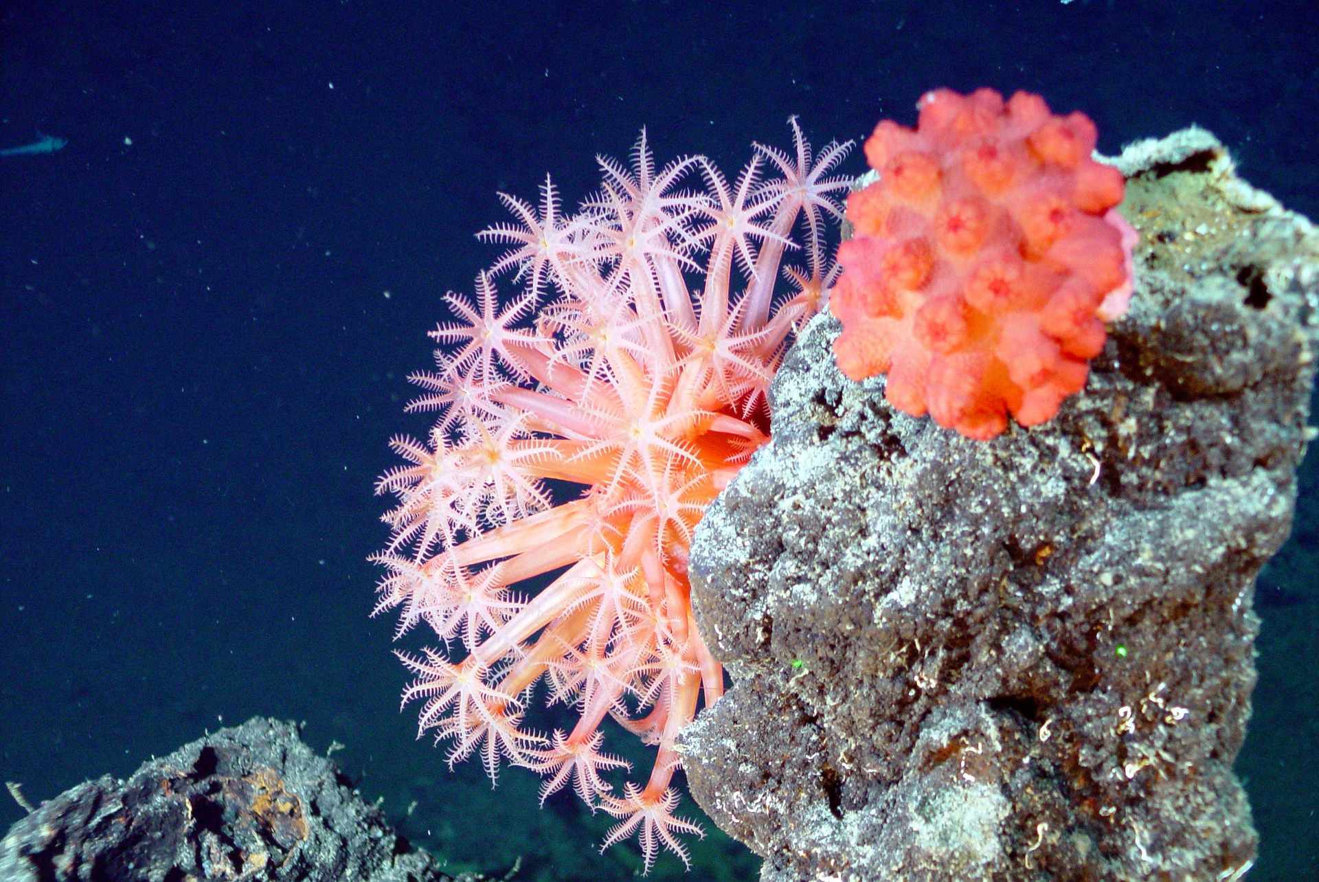 Ảnh san hô đẹp nhất
