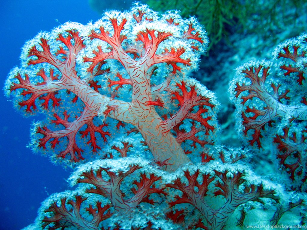 Coral Reef Images