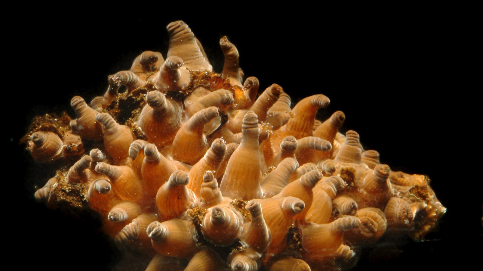 Hình ảnh loài san hô có hình dáng kỳ lạ