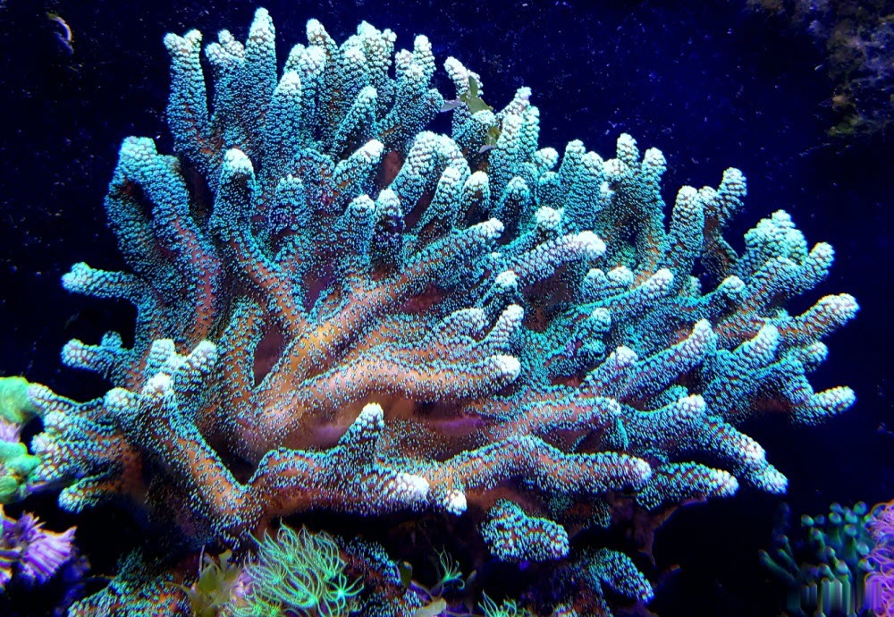 Hình ảnh rạn san hô đẹp nhất