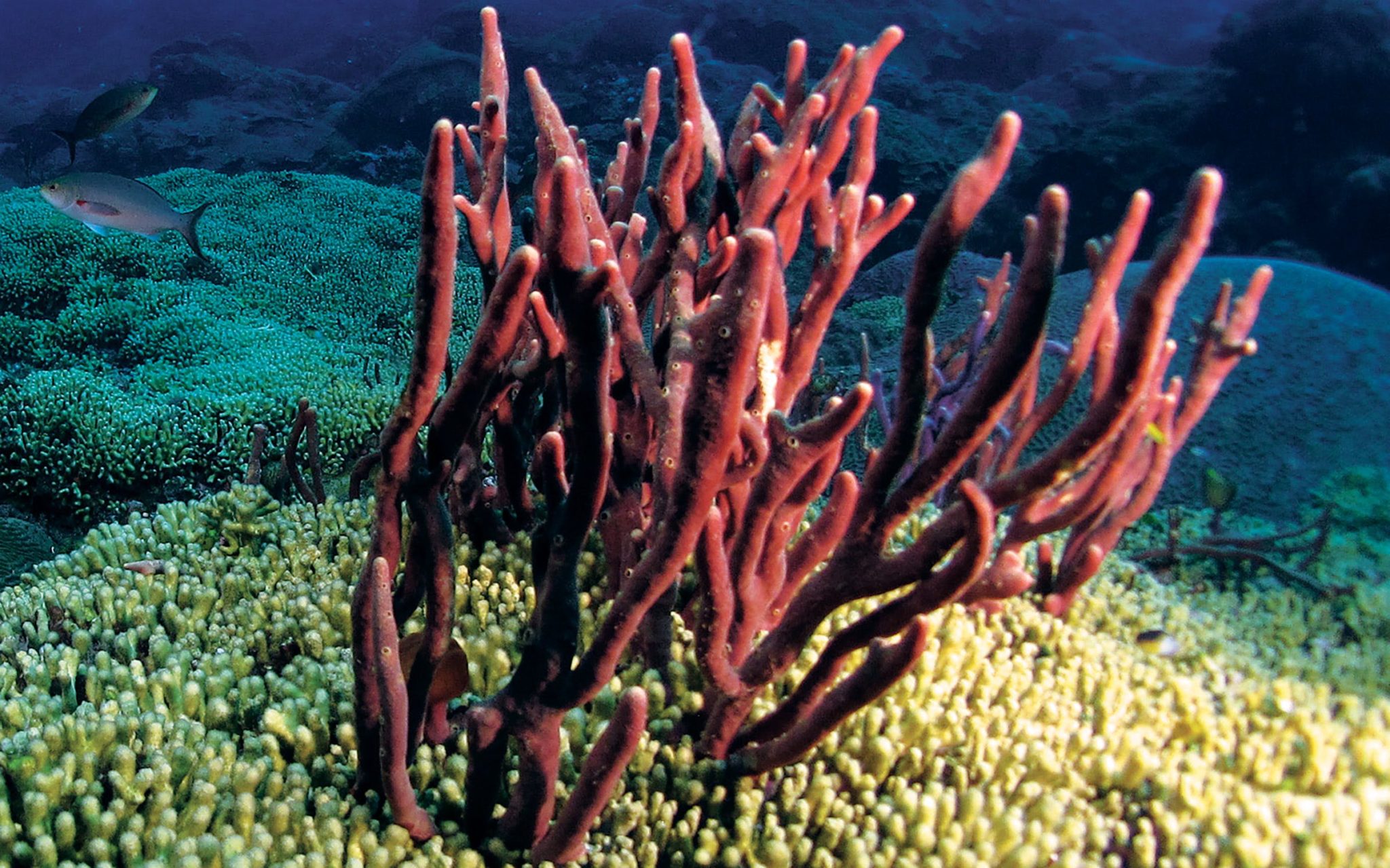 Hình ảnh san hô dưới lòng đại dương