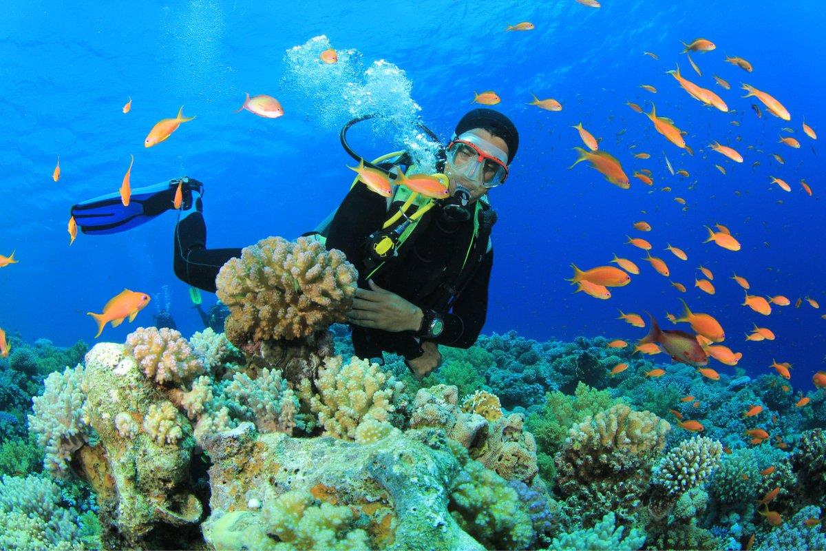 Ảnh lặn biển ngắm san hô trong vịnh Nha Trang