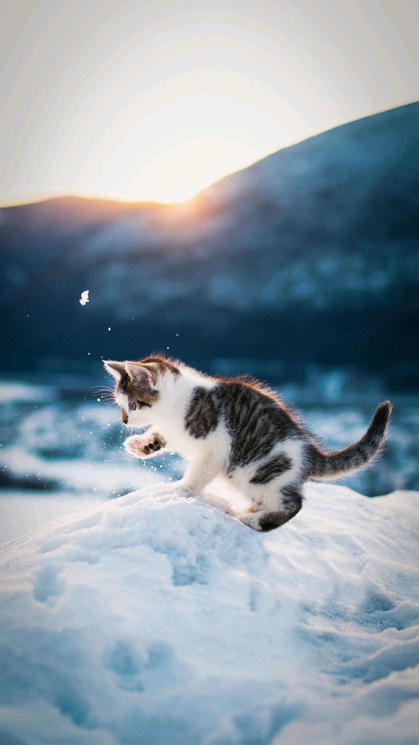 Ảnh mèo con nghịch tuyết