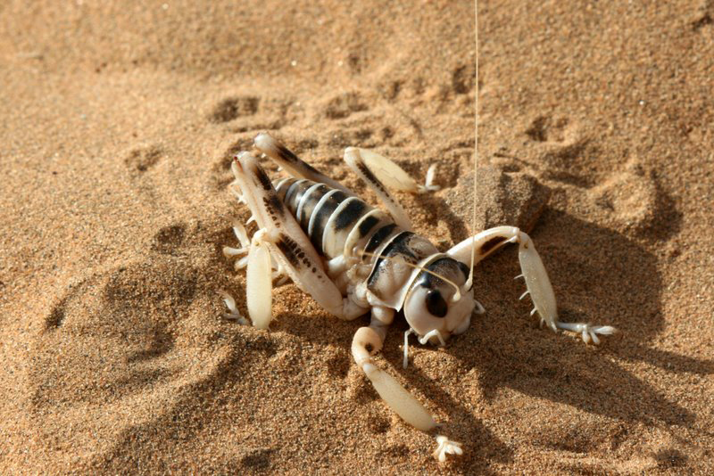 Crickets in the desert images