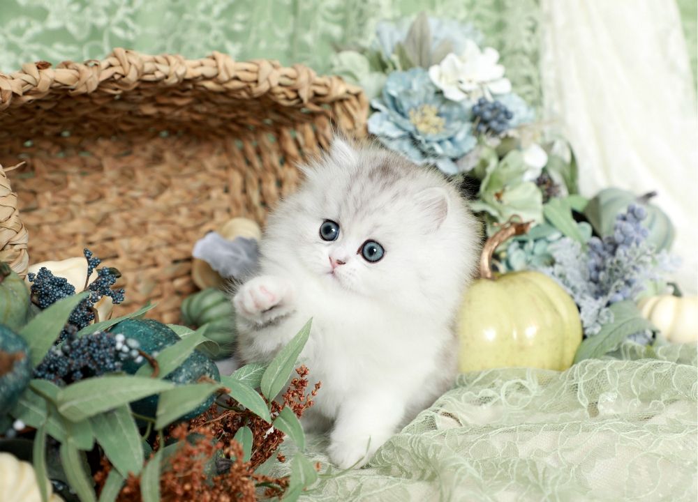 Hình ảnh bé mèo con lông trắng dễ thương