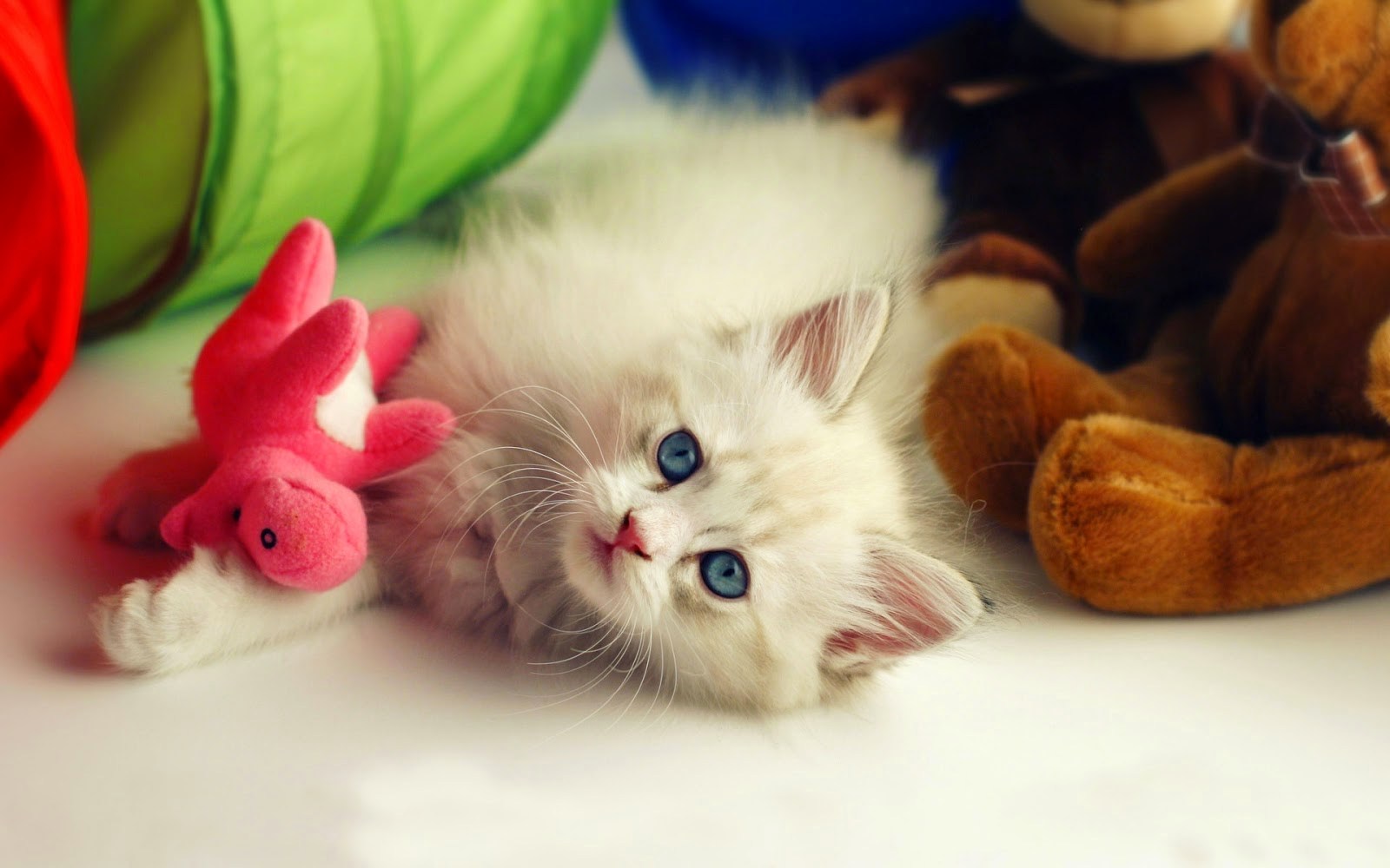 Hình ảnh đẹp về chú mèo con cute dễ thương