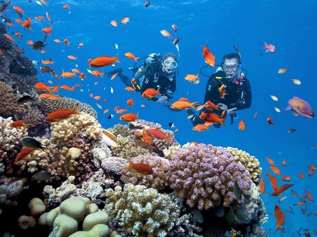 Hình ảnh du khách lặn biển ngắm san hô ở Nha Trang