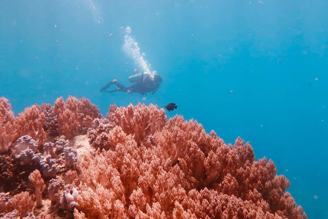 Hình ảnh lặn biển Nha Trang đẹp nhất