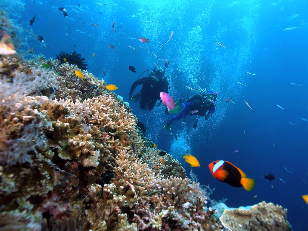 Hình ảnh lặn biển Nha Trang ngắm san hô