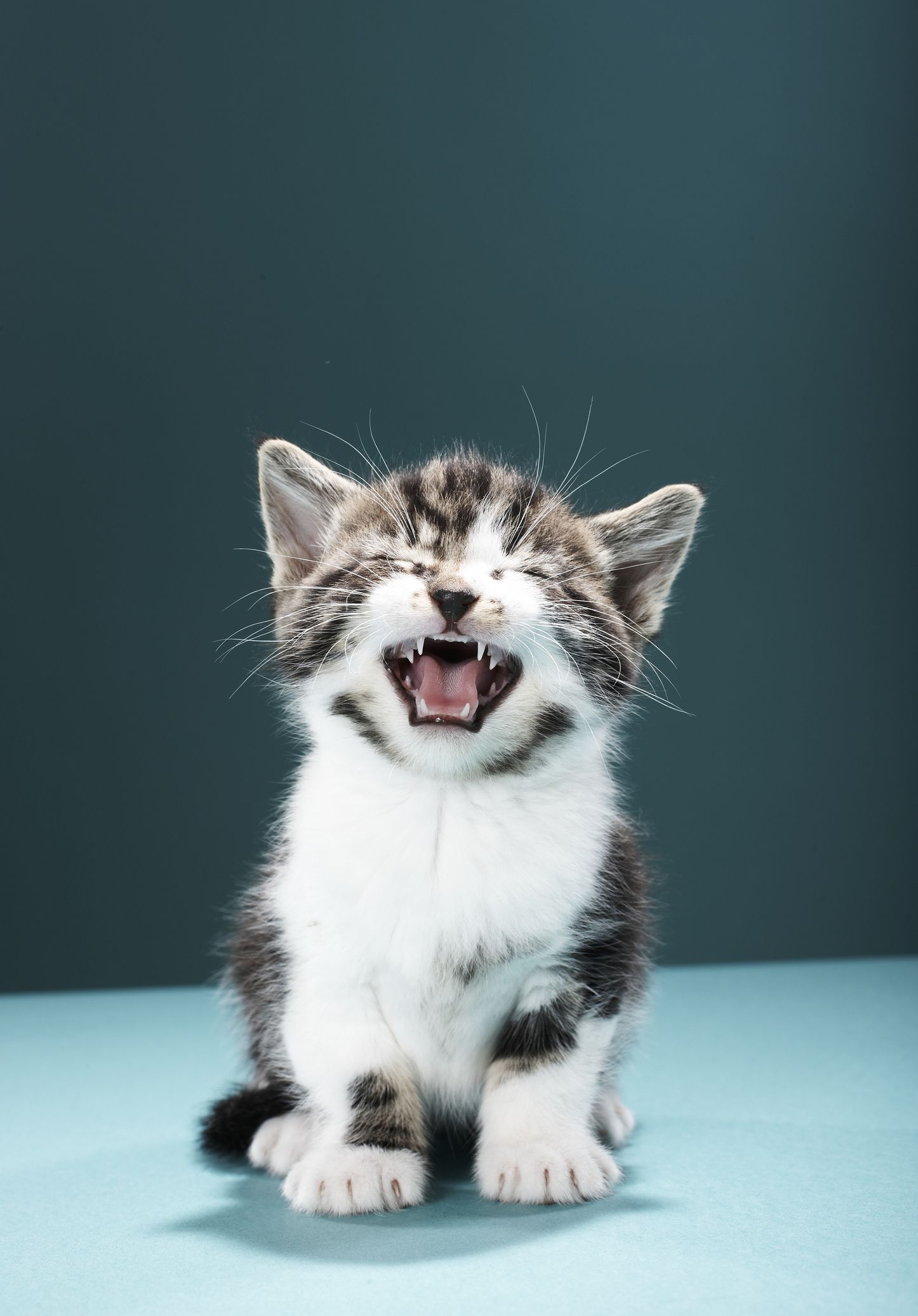 Hình ảnh mèo con cười