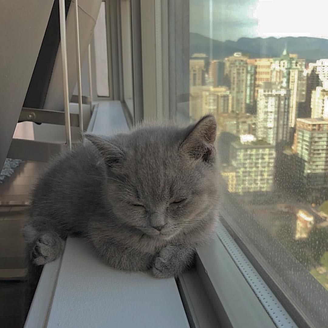 Hình ảnh mèo con ngủ bên cửa sổ