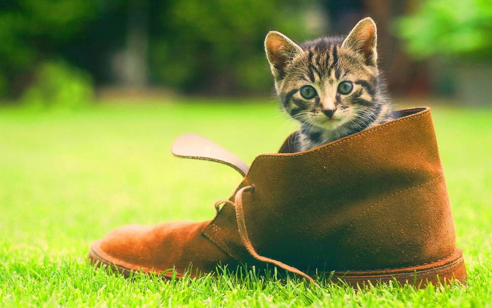 Hình ảnh mèo con và chiếc giày da