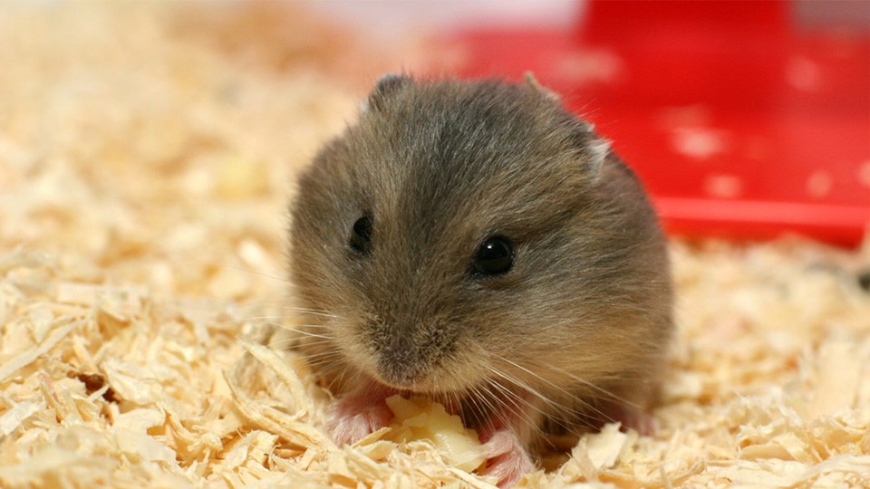 200 Ảnh chuột hamster cute dễ thương ngầu đốn gục triệu trái tim