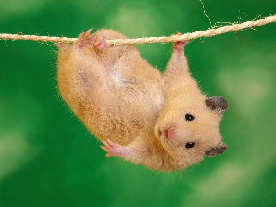 Hình ảnh chuột hamster