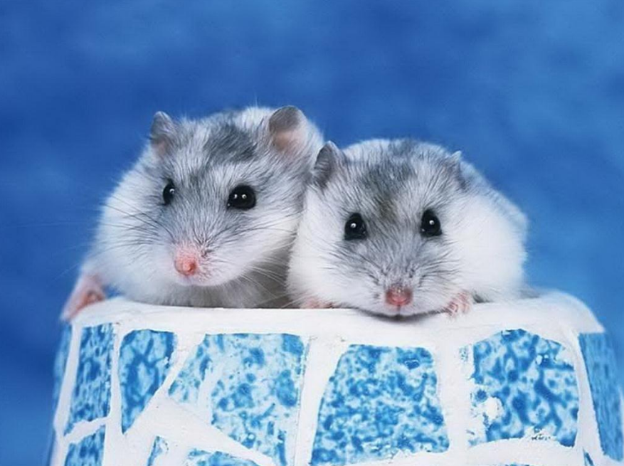 Hình ảnh con chuột hamster dễ thương