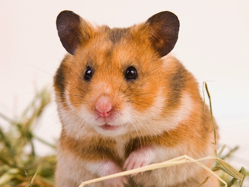 Hình ảnh con chuột hamster đẹp
