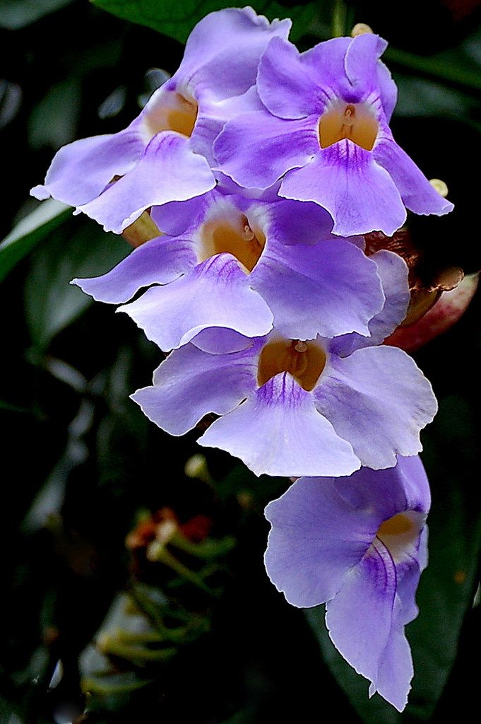 Hình ảnh hoa lan màu tím