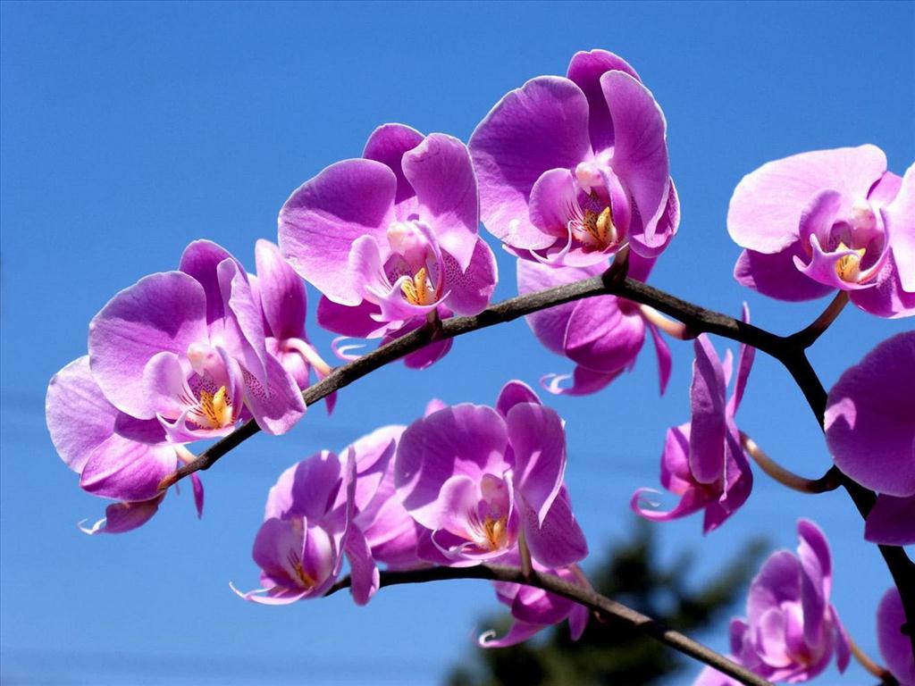 Hình nền hoa lan đẹp nhất full hd cho điện thoại 10000 hoa lan ảnh hoa miễn phí